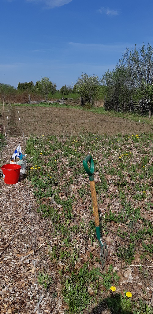 Gardening Tips - Allotment Garden