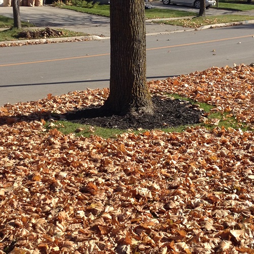 Gardening Tips Raking leaves