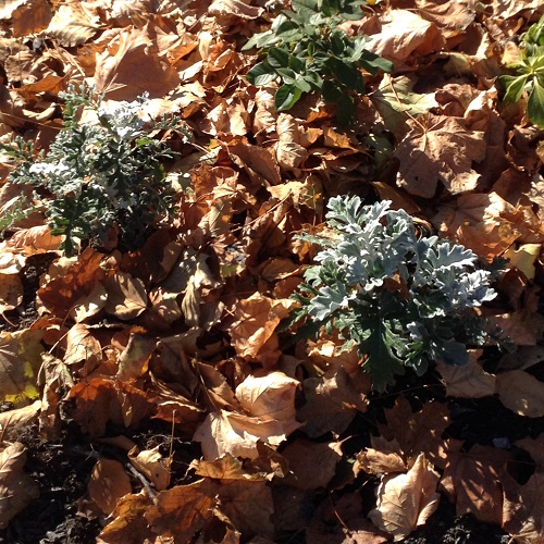 Gardening Tips Raking leaves