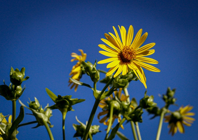Phyllis Rawlinson Park - Sunflower