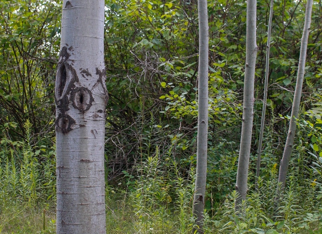 Hunter's Point Wildlife Park - Beech Trees