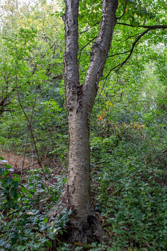 Beaver Woodland