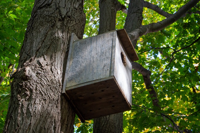 Beaver Woodland birdbox