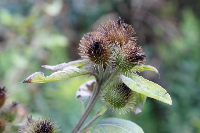 Hunter's Point Wildlife Park - Burrs