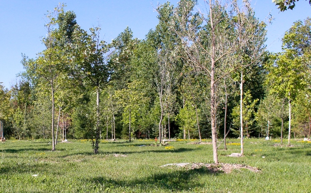 Phyllis Rawlinson Park Celebration Forest