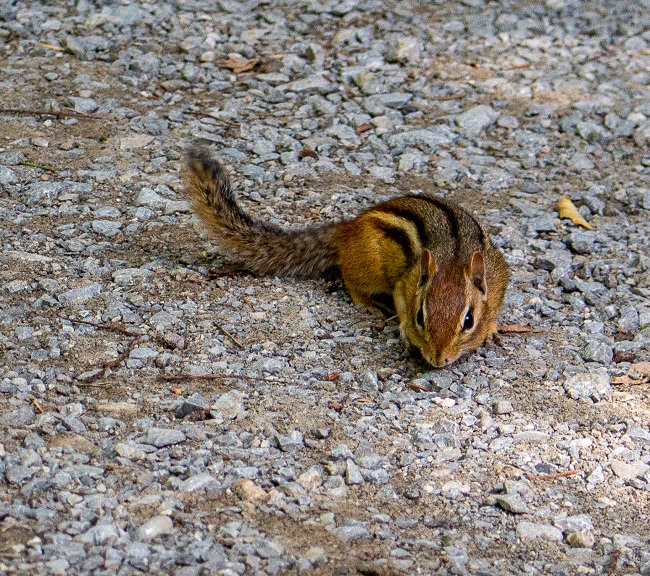 Mill Pond - chipmunk