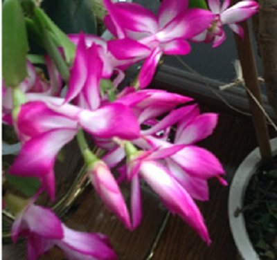 Christmas Cactus