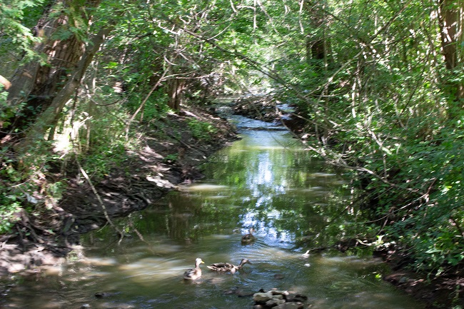 Mill Pond - creek