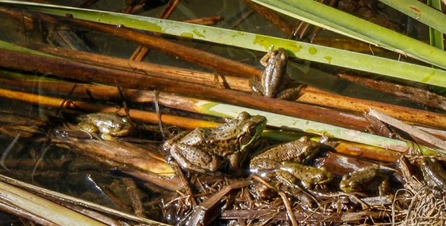 Phyllis Rawlinson Park frogs