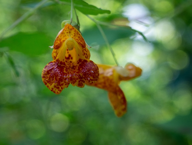 Mill Pond Park jewel weed