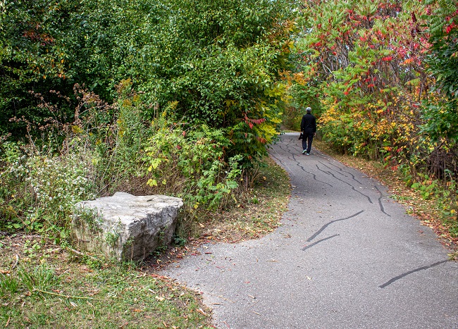 Beaver Woodland