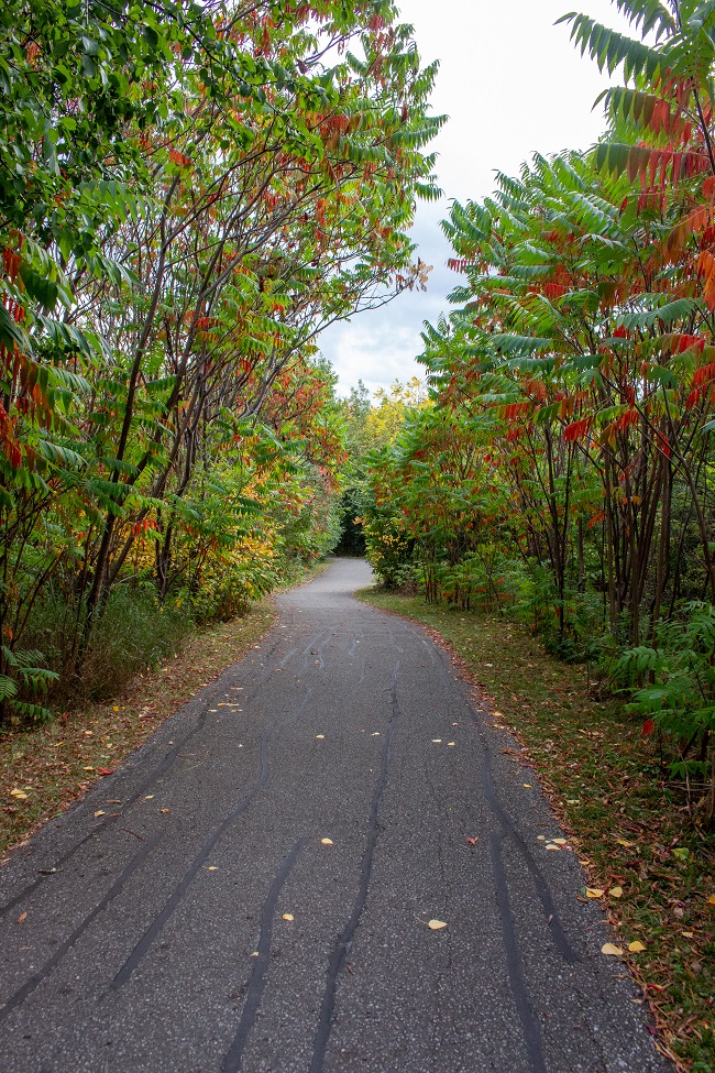 Beaver Woodland