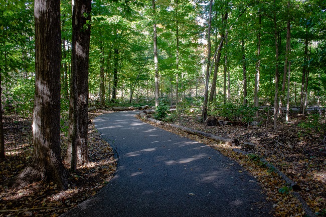 Beaver Woodland