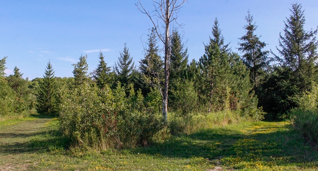 Phyllis Rawlinson Park Path