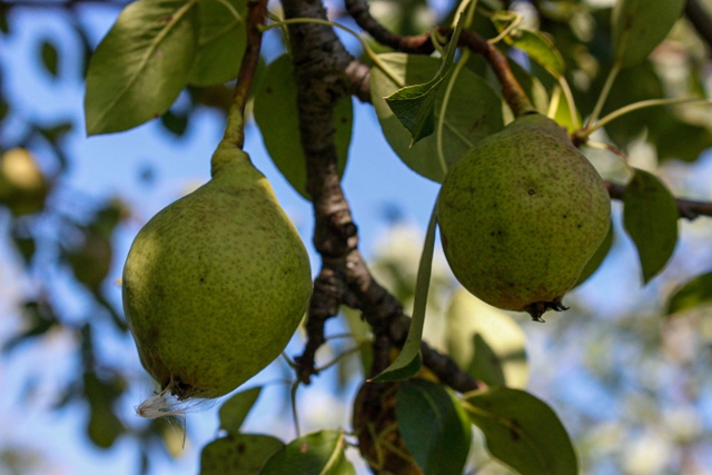 Phyllis Rawlinson Park Pear Tree