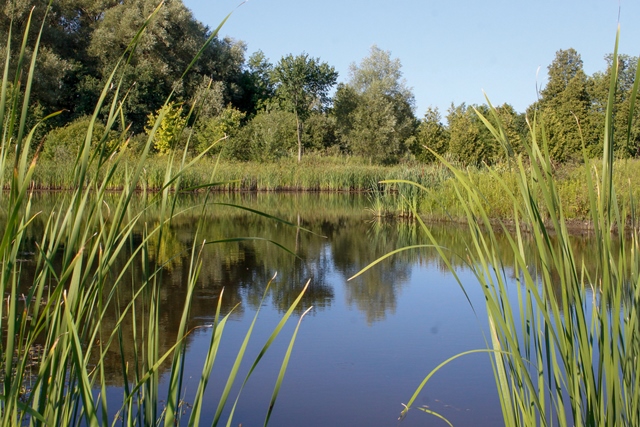 Phyllis Rawlinson Park Pond