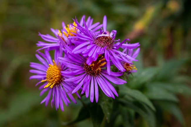 Beaver Woodland purple asters