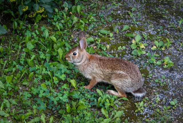 Phyllis Rawlinson Park Rabbit