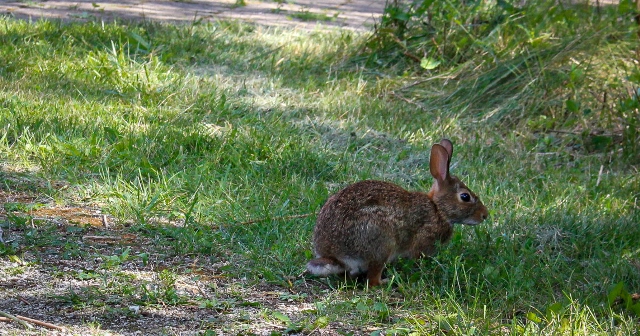 Hunter's Point Wildlife Park - rabbit