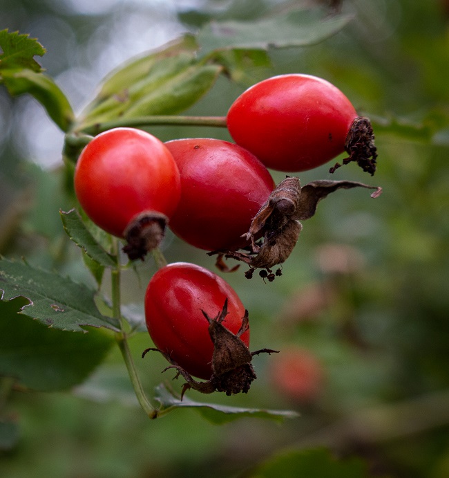 Beaver Woodland rosehips