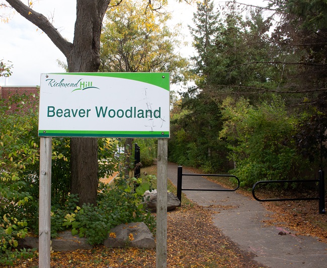 Beaver Woodland