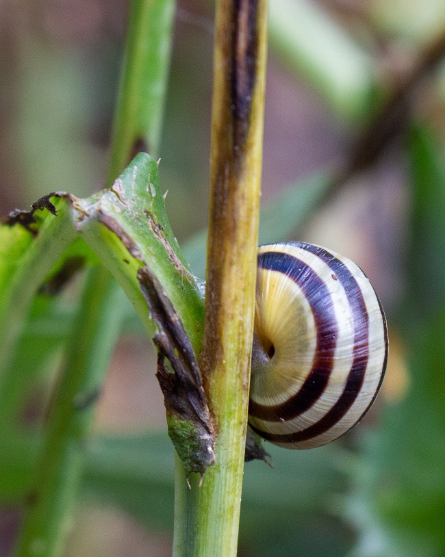 Beaver Woodland snail