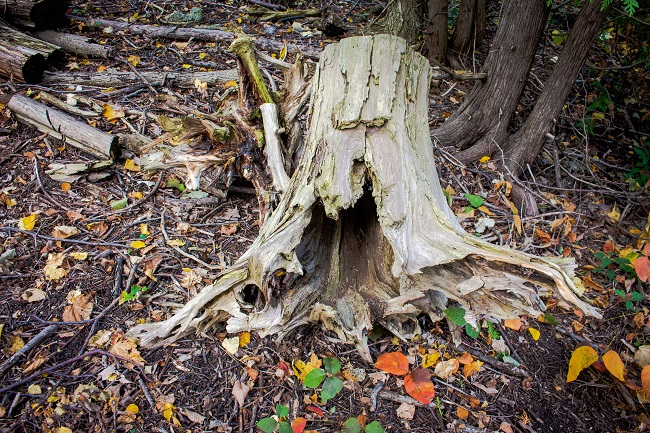 Beaver Woodland