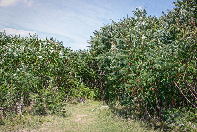 Hunter's Point Wildlife Park - sumac