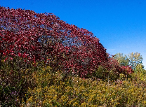 Russell Farm Park sumacs