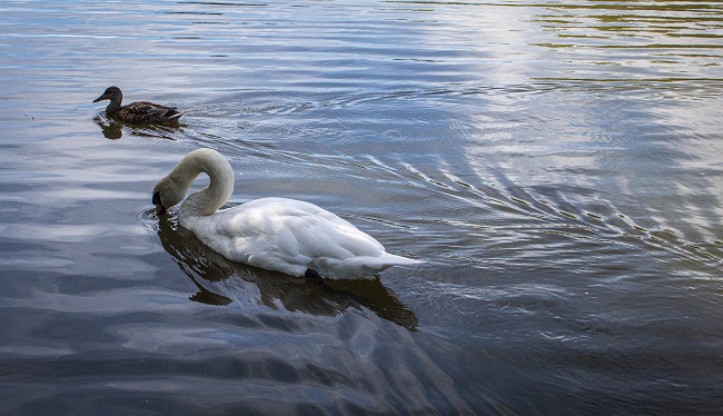 Mill Pond