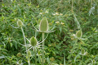 Morgan Boyle Park