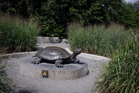 Turtle Sculpture Lake Wilcox Park